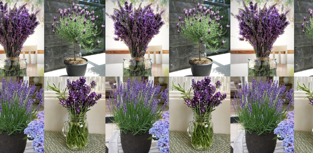 Hier erfahren Sie, wie Sie Lavendel in einem Topf keimen lassen, um Ihr ganzes Zuhause mit einem Duft zu versehen
