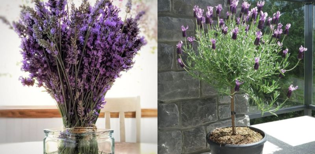 Hier erfahren Sie, wie Sie Lavendel in einer Tasse keimen lassen, um Ihr ganzes Haus mit einem Duft zu versehen.