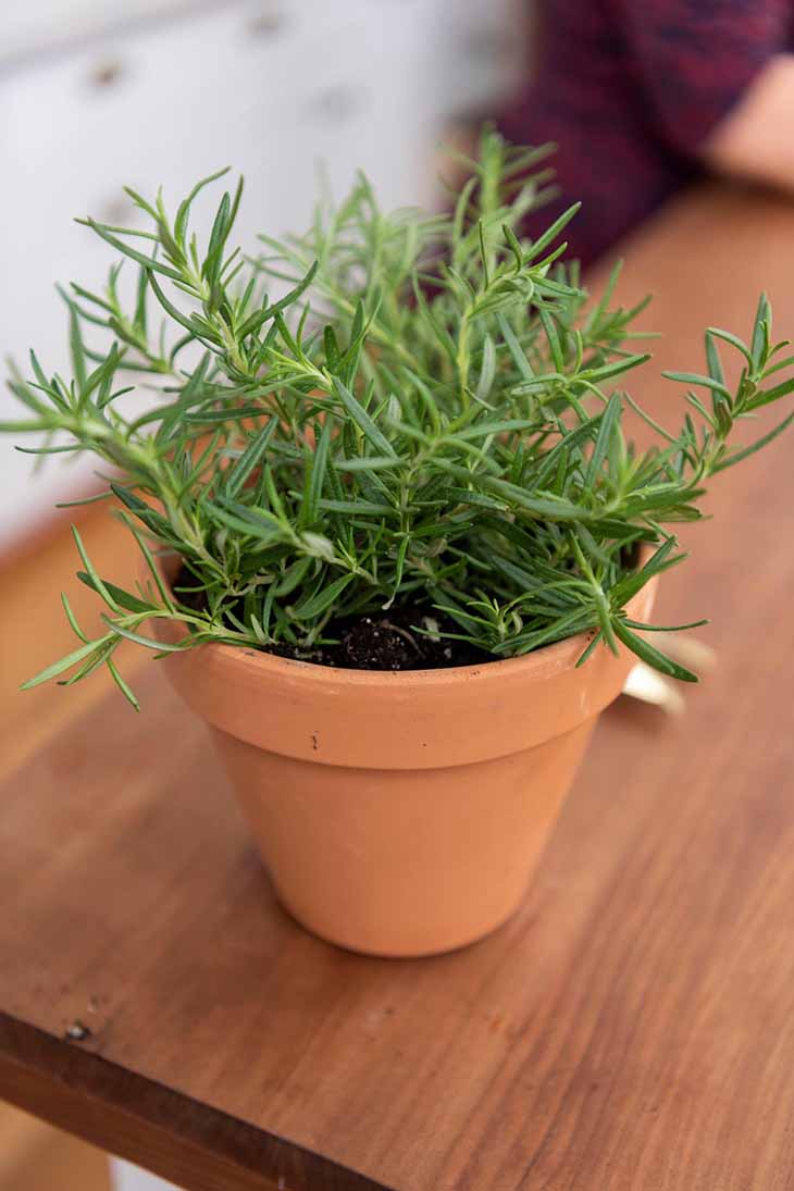 Topf Rosmarin