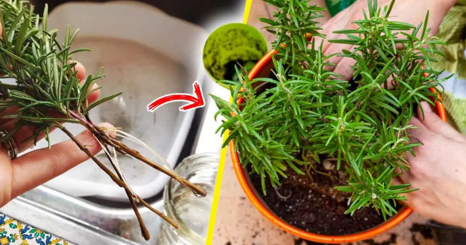 Hier erfahren Sie, wie Sie Rosmarin endlos anbauen, damit Sie ihn nie wieder kaufen