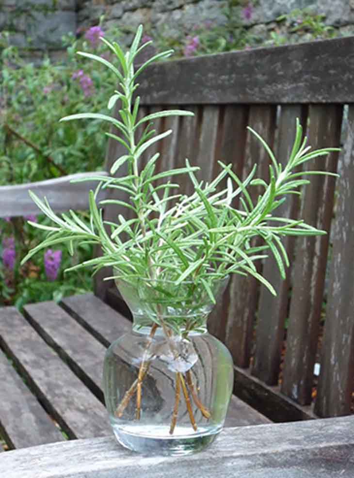 Vase mit Rosmarinwasser