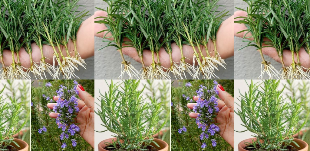 Hier erfahren Sie, wie Sie Rosmarin endlos anbauen, damit Sie ihn nie wieder kaufen