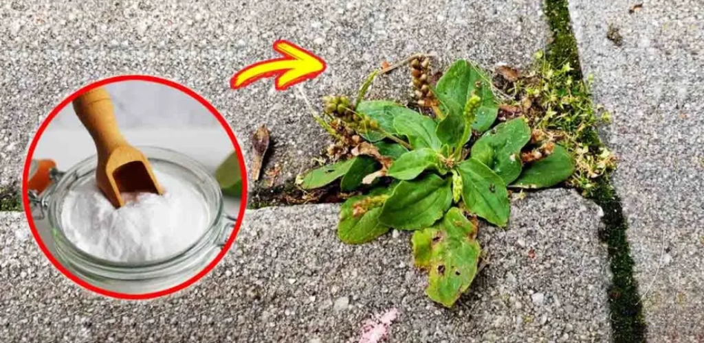 Hier erfahren Sie, wie Sie Unkraut, das Ihren Garten befällt, mit natürlichen und genialen Mitteln loswerden