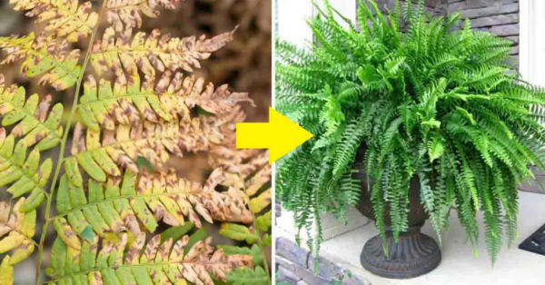 Hier erfahren Sie, wie Sie einen fast ausgetrockneten Farn wiederbeleben, ihn pflegen, vermehren und pflanzen