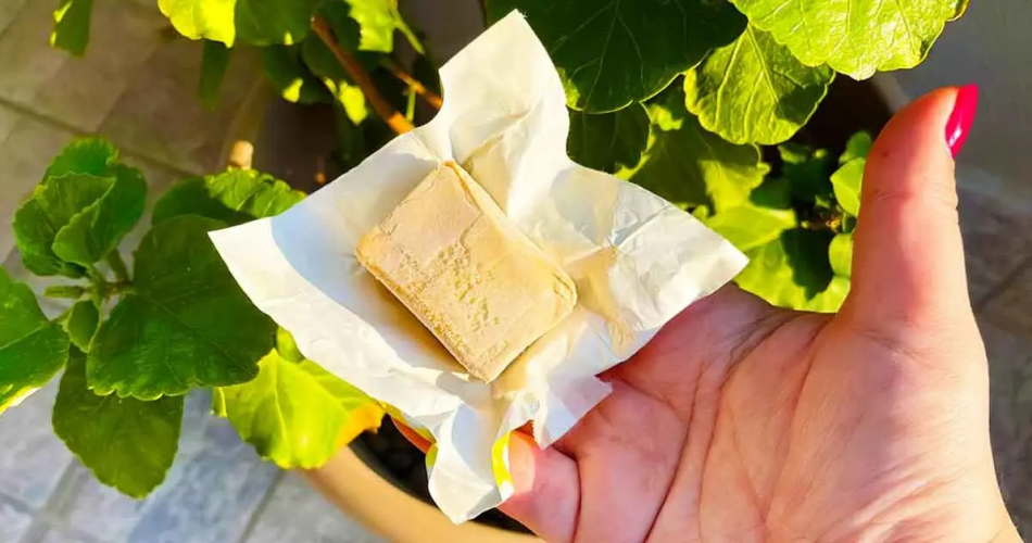 Hier erfahren Sie, wie Sie mit Hefe schöne Pflanzen zu Hause haben