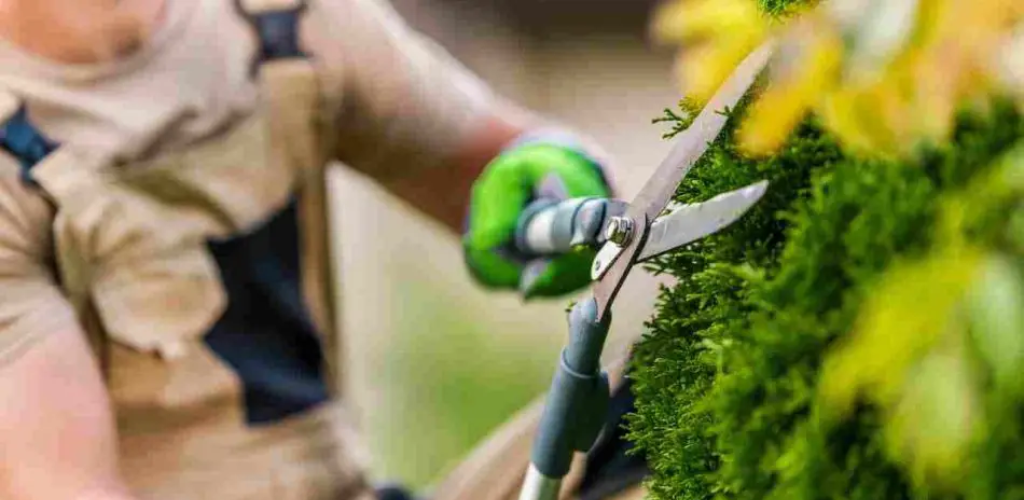 Hier finden Sie Sträucher und Pflanzen zum Beschneiden im April: die komplette Rangliste