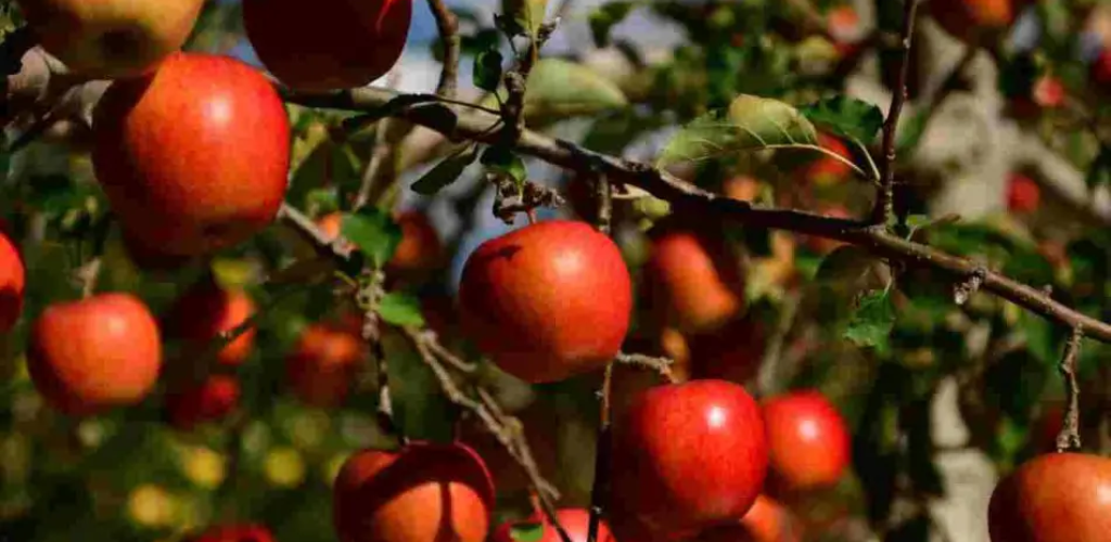 Hier finden Sie alle Pflanzen und Sträucher, die Sie im Mai beschneiden sollten: die Rangliste