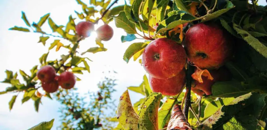 Hier finden Sie alle Sträucher und Pflanzen, die Sie im April beschneiden sollten: die Rangliste