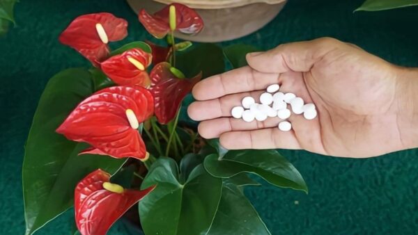 Hier ist das Geheimnis für viele Jahre gesunder und üppiger Anthurium