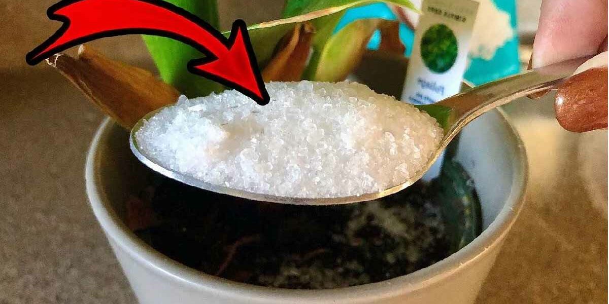 Hier ist der beste Pflanzenwachstumsverstärker, den Sie unbedingt ausprobieren müssen