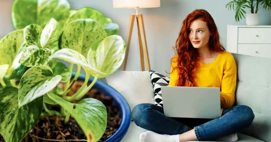 Hier sind die Pflanzen, die nach Feng Shui Harmonie ins Zuhause bringen