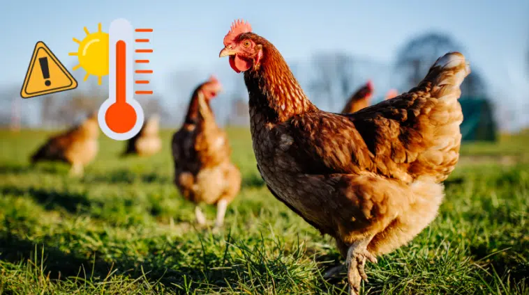 Hitzewelle: 6 Top-Tipps für glückliche und gesunde Hühner