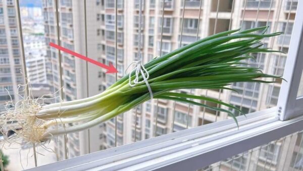 Hängen Sie eine Handvoll Schalotten ans Fenster, die Wirkung ist mächtig: was passiert