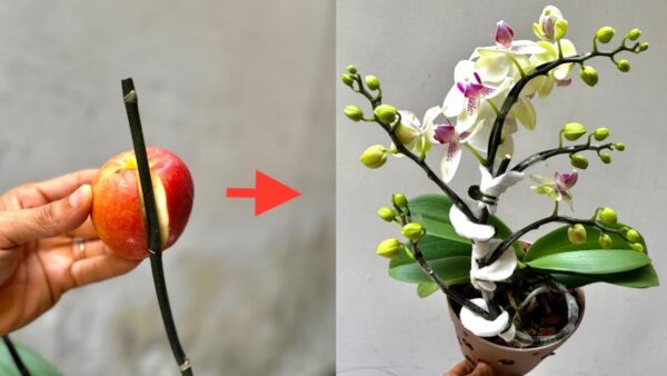 Holen Sie sich 1 Apfel – viele Orchideenzweige wachsen auf demselben Zweig