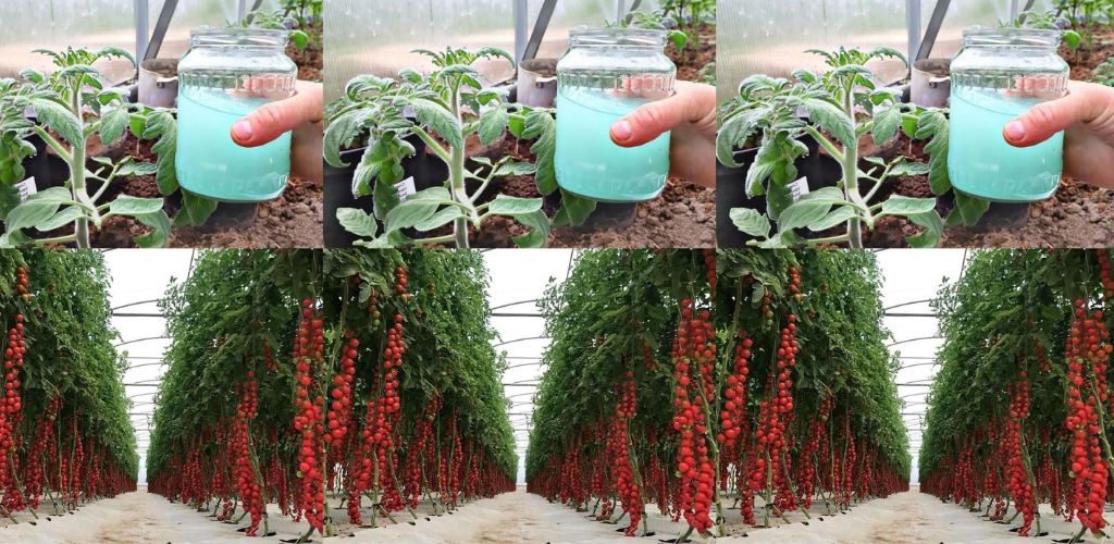 Holen Sie sich mit diesem Garten-Hack eine reiche Ernte