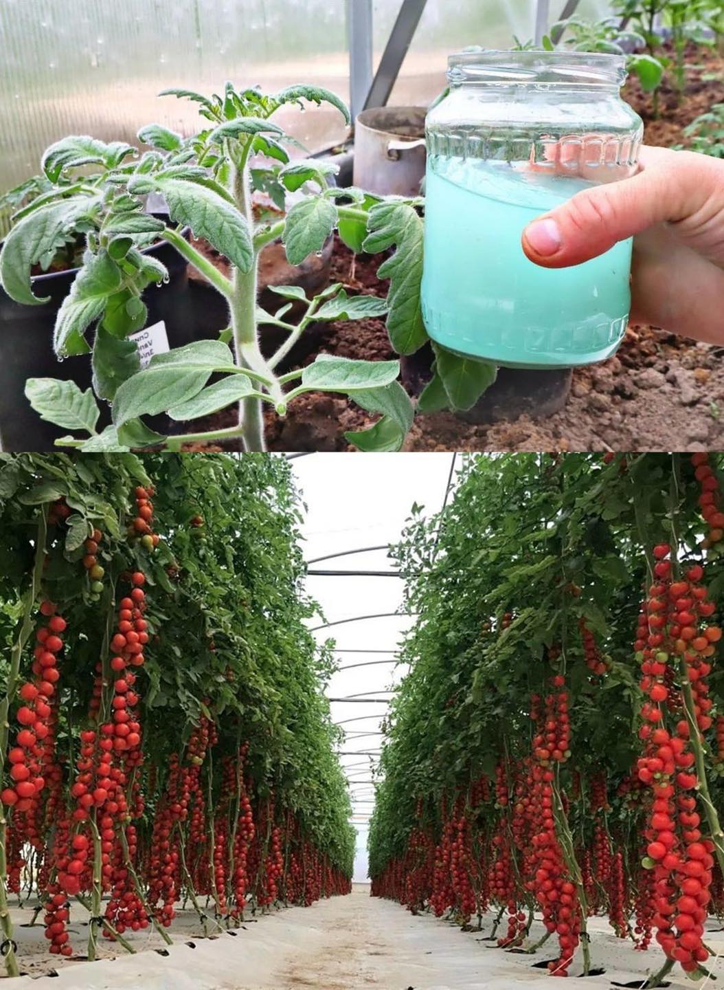 Holen Sie sich mit diesem Garten-Hack eine reiche Ernte