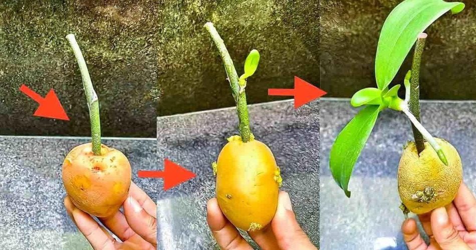 Holen Sie sich mit meinem Trick unendlich viele Orchideen aus einem Stiel