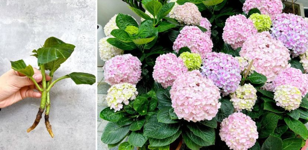 Hortensien immer schön, groß und frei, hier ist die kostenlose Methode für immer blühende Balkone und Gärten