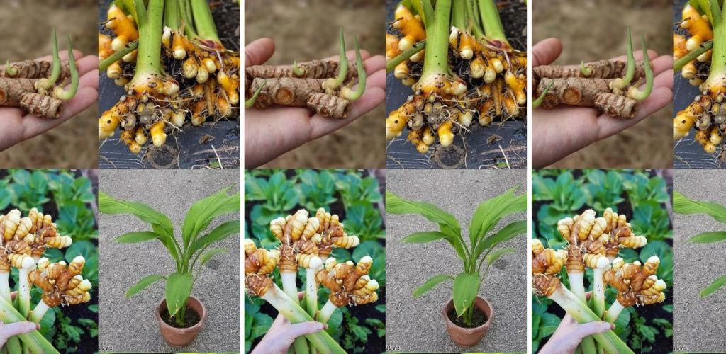 How To Grow Turmeric In Containers: A Practical Guide For Home Gardeners