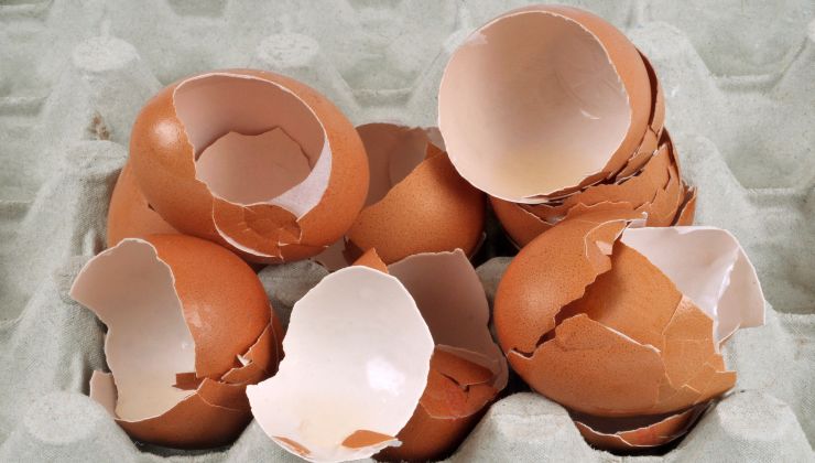 Pflanzen: Hier ist die geheime Zutat