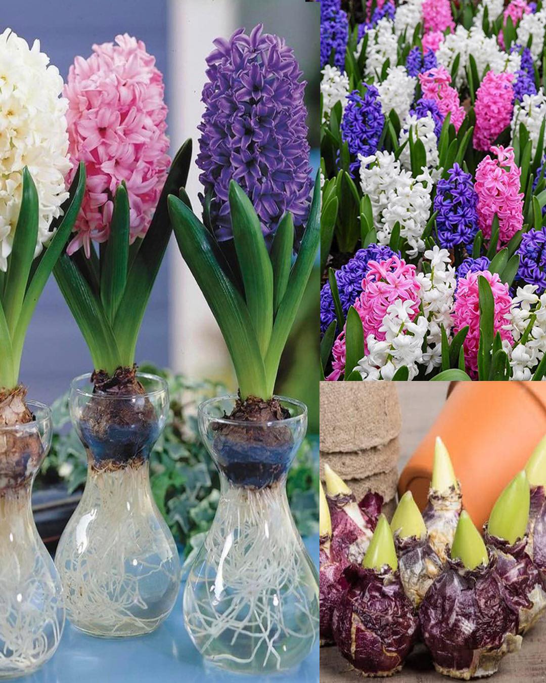 Hyazinthenzwiebeln im Wasser züchten: Eine Schritt-für-Schritt-Anleitung