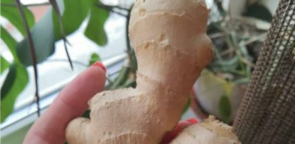 Ich habe im Laden Ingwerwurzel gekauft und gepflanzt: Ich habe noch nie ein so schnelles und schönes Wachstum einer Pflanze gesehen.