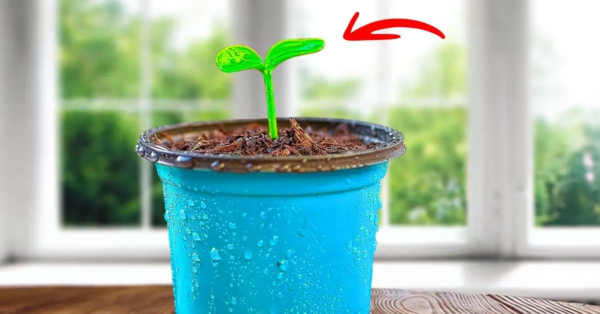 Ihre Zimmerpflanze wächst nicht mehr? Hier ist, was Sie sofort mit ihm tun müssen