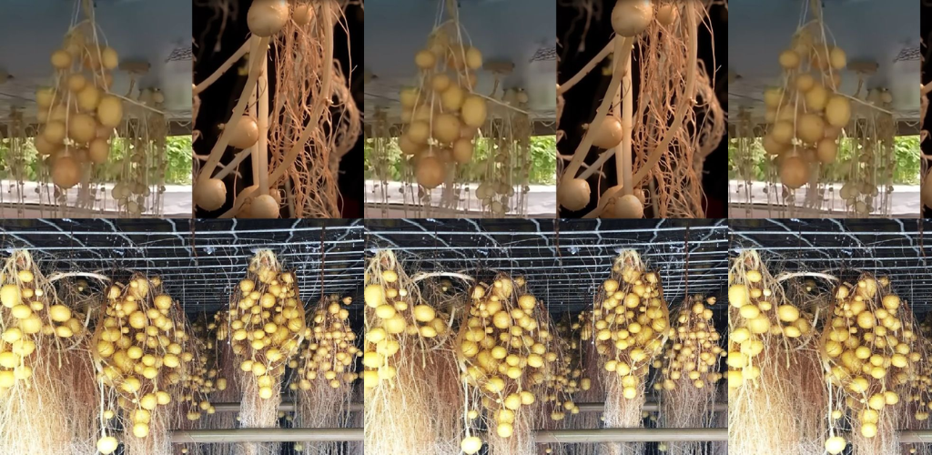 Innovationen in der Landwirtschaft: Erdloser Kartoffelanbau (führen oft zu höheren Kartoffelerträgen)