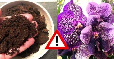 Ist Kaffeesatz gut für Orchideen?