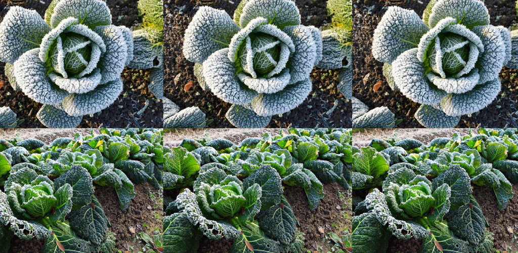 Ist es sicher, Gartengemüse nach einem Frost zu verzehren?