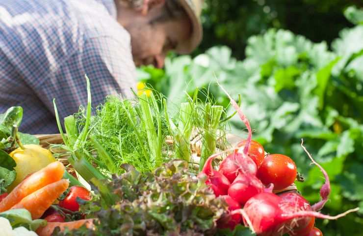 Jetzt wird der Gemüsegarten selbstbewässernd: eine neue Grenze in der Landwirtschaft