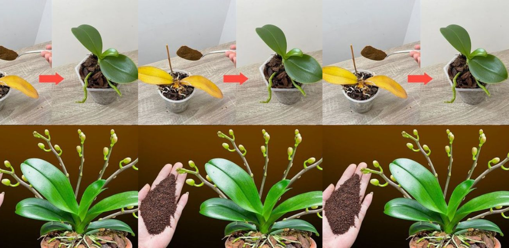 Kaffee und Orchideen: Blüten kultivieren und Wachstum fördern