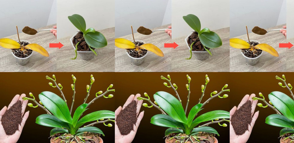 Kaffee und Orchideen: Blüten kultivieren und Wachstum fördern