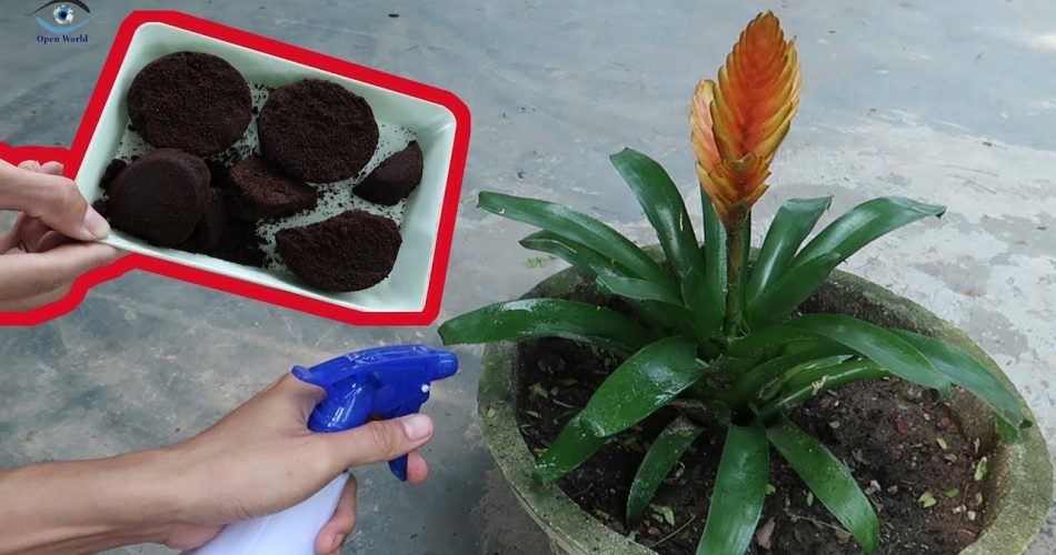 Kaffeesatz. 5 geniale Möglichkeiten, es wiederzuverwenden