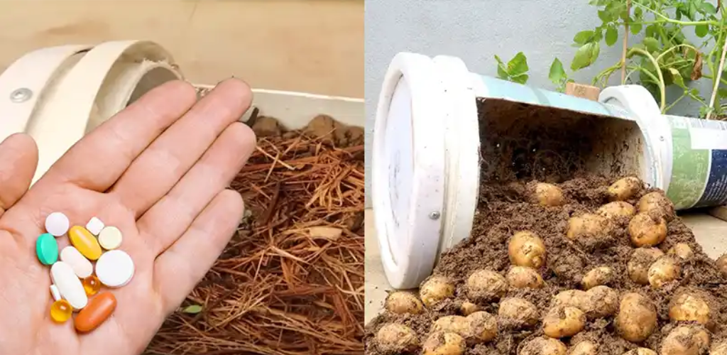 Kartoffeln für schnelles Wachstum und reiche Ernten zu Hause anbauen