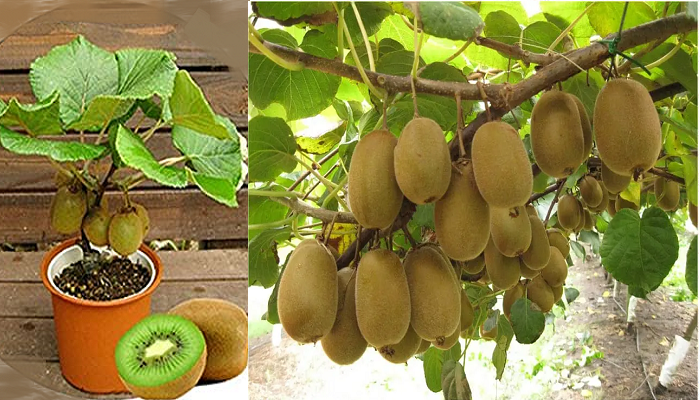 Kiwi in einen Topf pflanzen – Schritt für Schritt (einfacher als Sie denken)