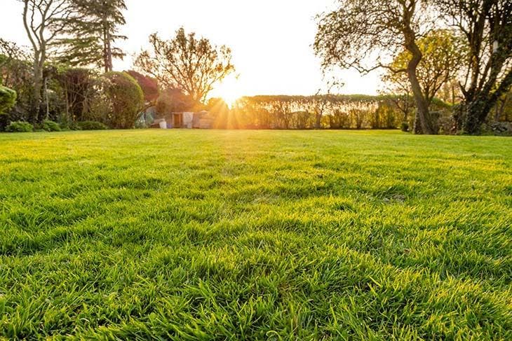 Ein gepflegter Rasen