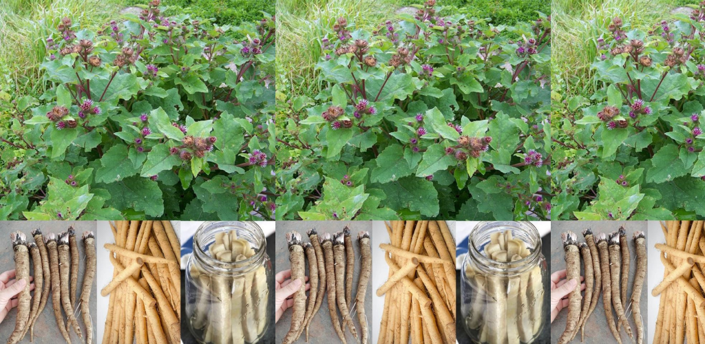 Klettenwurzel: Ein umfassender Leitfaden zu ihren Vorteilen und Nebenwirkungen