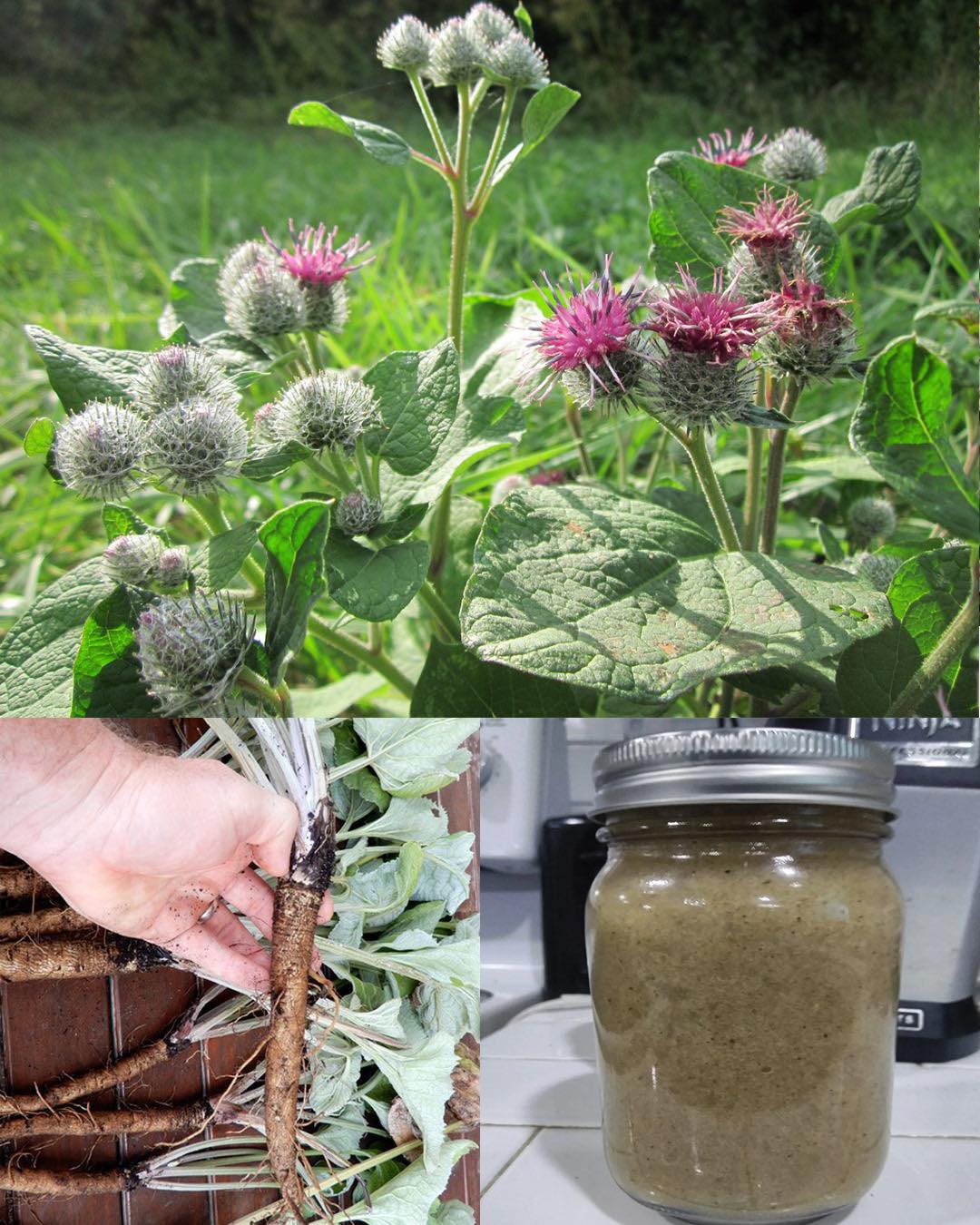 Klettenwurzel: Ein umfassender Leitfaden zu ihren Vorteilen und Nebenwirkungen