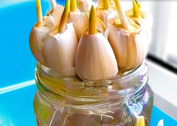 Knoblauch: Wie man ihn pflanzt, pflegt und erntet