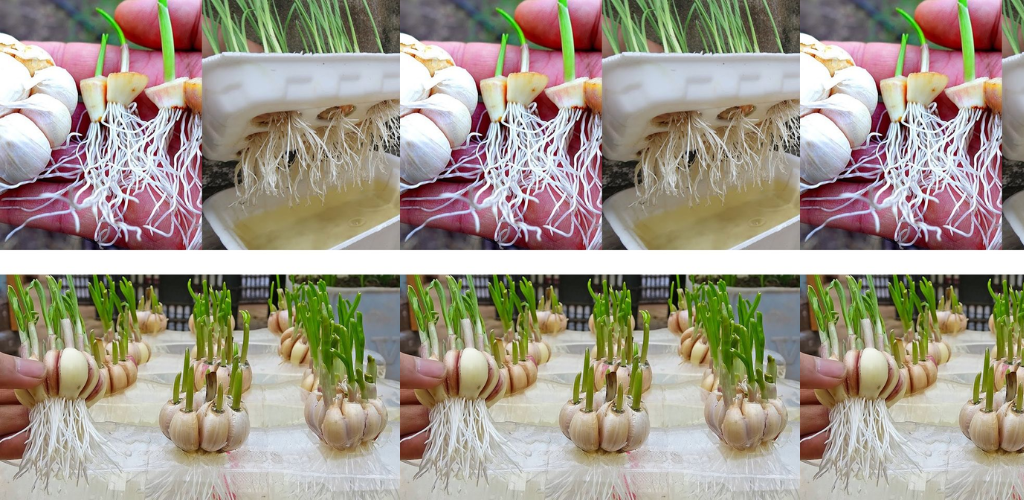 Knoblauch zu Hause in Plastikflaschen anbauen: Vom Wasser zur reichen Ernte