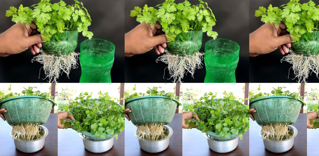 Koriander zu Hause im Wasser anbauen: Eine Schritt-für-Schritt-Anleitung