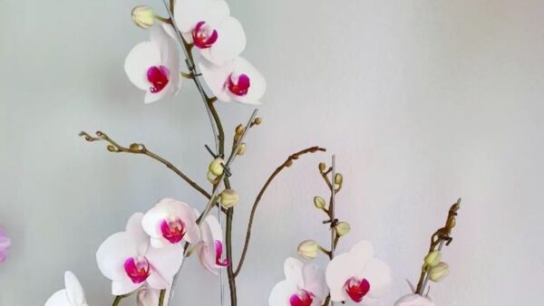 Kraftvoller hausgemachter Dünger, damit die Orchidee das ganze Jahr über blüht