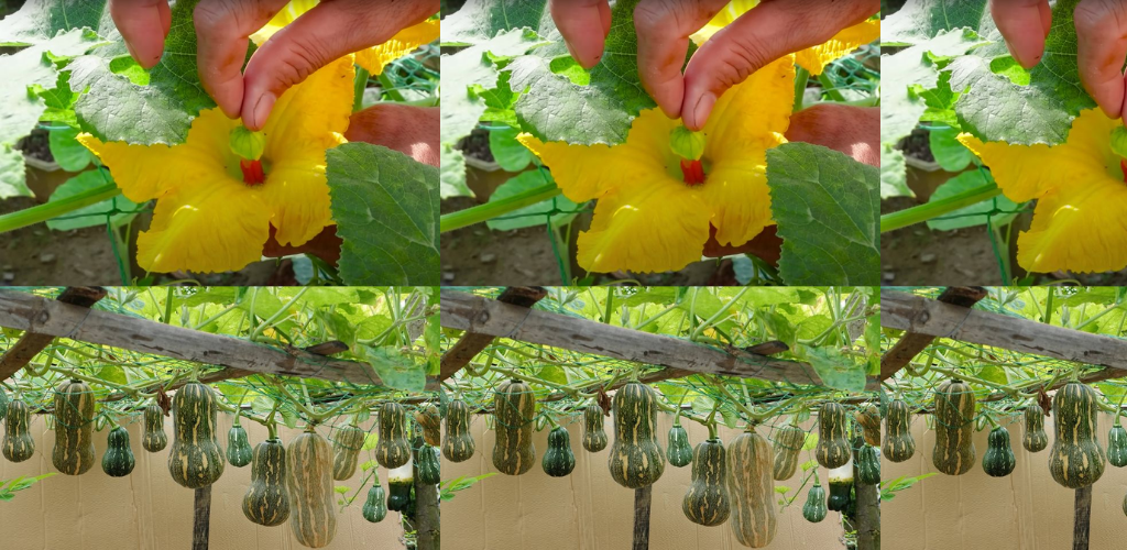 Kürbisse zu Hause in Behältern anbauen: Eine Schritt-für-Schritt-Anleitung