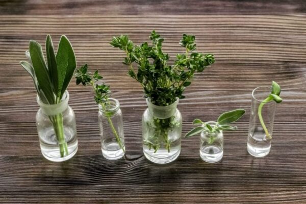 Kräuter: 10 Pflanzen, die das ganze Jahr über im Wasser wachsen können.
