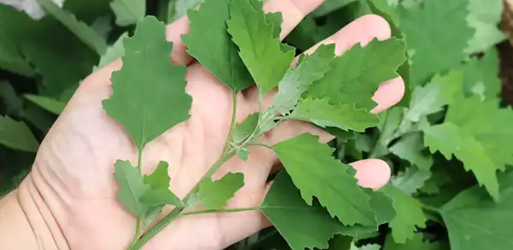 Lamb’s Quarters (Chenopodium-Album): Enthüllung seines medizinischen Potenzials und seiner kulinarischen Verwendungsmöglichkeiten