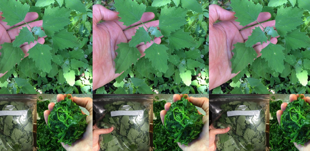 Lamb’s Quarters (Chenopodium-Album): Enthüllung seines medizinischen Potenzials und seiner kulinarischen Verwendungsmöglichkeiten