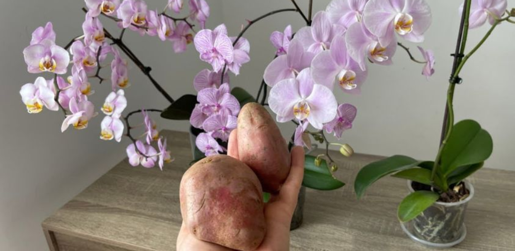 Lassen Sie 1 Kartoffel über Nacht an der Pflanze: Am nächsten Tag werden Sie etwas Einzigartiges finden