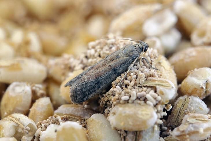 Eine Lebensmittelmotte