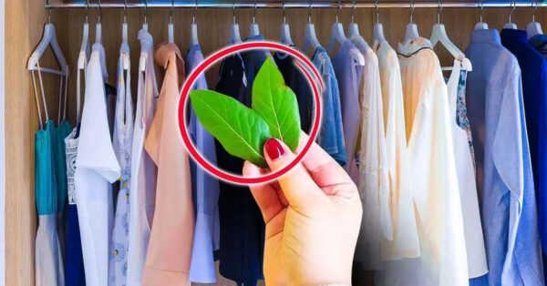 Legen Sie Lorbeerblätter in Ihre Schränke: Es ist ein Trick, den niemand kennt